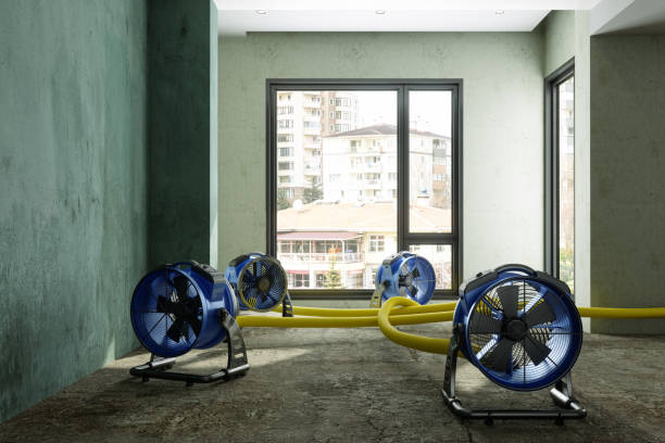 Best Local water damage restoration  in Denver, IA